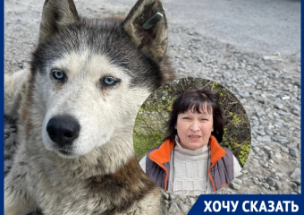 «Ее хозяева погибли»: голубоглазой девочке хаски ищут дом