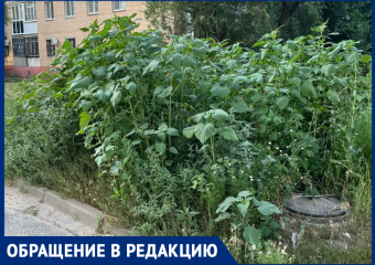 Возле детской инфекционной больницы пышно цветет амброзия