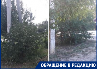 «Разросшиеся растения могут привести к страшным ДТП»: жители Красного Яра просят привести в порядок зеленые насаждения 