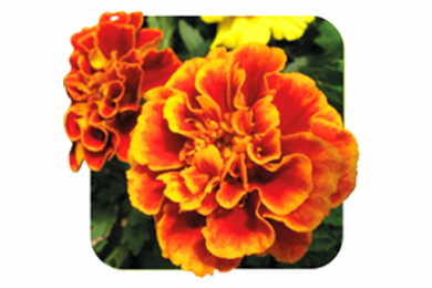 цветы и растения для посадки "Лазоревый" - 