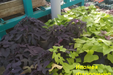 Цветочные и декоративные растения- ООО «Созидатель» - 