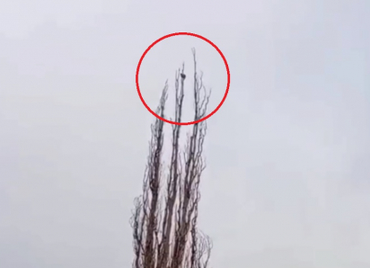 Больше недели голодает и может умереть забравшаяся на верхушку огромного дерева  кошка в хуторе под Волгодонском