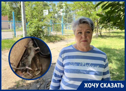 «Мамочки и дети визжали, запрыгивали на лавки»: на детскую площадку в Волгодонске стали проникать крысы