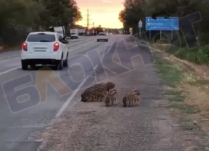 Семь поросят и пшеничный ужин: очаровательное видео сняли  под Пролетарском в Ростовской области