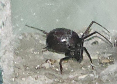 Гигантского ядовитого паука каракурта обнаружили волгодонцы в своем доме 