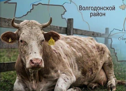 Где рядом с Волгодонском скрывается сибирская язва: подробный обзор опасных мест