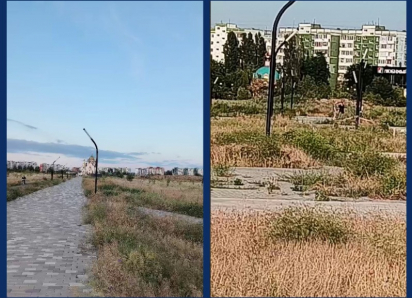  «Это просто позор!»: волгодончанка сняла на видео гибель деревьев в парке «Молодежный» 