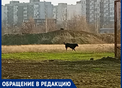 После пожара на рынке «Авангард» оголодавшие собаки стали бросаться на людей