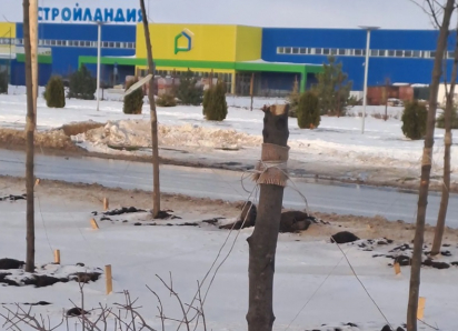 На проспекте Мира вандалы уничтожили кленовую аллею