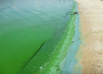 Ученые назовут степень ядовитости сероводородного ила со дна Цимлянского водохранилища