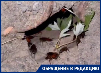 «Как в фильме ужасов»: огромные тараканы в одном из дворов Волгодонска заползают на людей, в коляски и машины