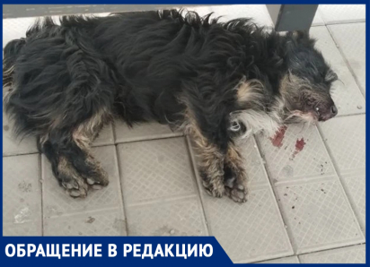 «Тебя совесть не мучает?»: в Волгодонске мужчина за рулем черного джипа сбил и бросил умирать пса Лаки