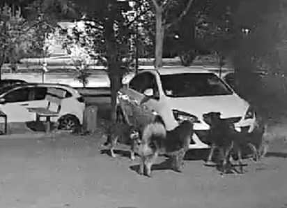 Стая собак в поисках кота оторвала решетку радиатора и разгромила машину в Волгодонске
