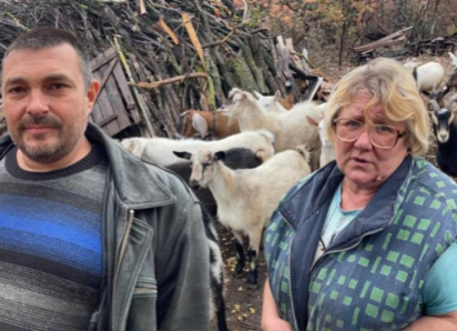 Козы раздора: хозяйка стада и председатель гаражного кооператива не могут поделить лесополосу
