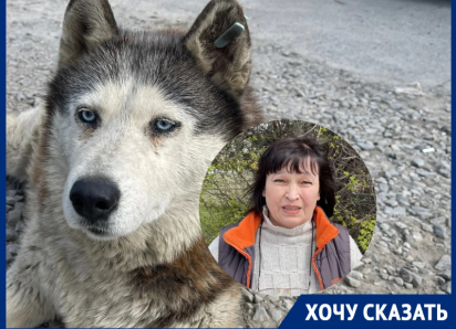 «Ее хозяева погибли»: голубоглазой девочке хаски ищут дом