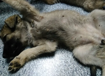 «Проглотив всего одну блоху, ваш питомец рискует стать «хозяином» для злого паразита»: ветеринары  