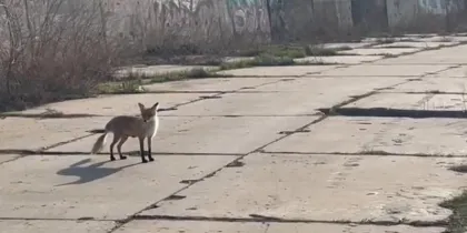 Рыжая плутовка смело выходит к людям за лакомствами на набережной Волгодонска