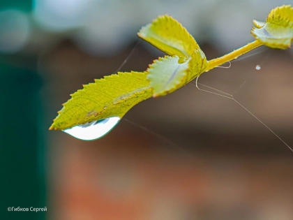 Орта ғасырлардағы ретро эротика