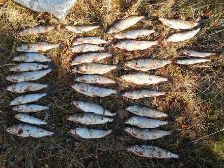 Волгодонцы при помощи электроудочки и сетей незаконно наловили более 1000 штук рыбы