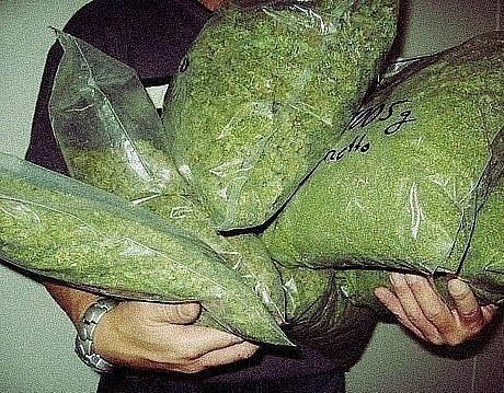 Под Волгодонском у местного жителя обнаружили несколько килограммов марихуаны
