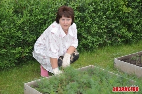 Собрать большой урожай на дачах в Волгодонске поможет  водка!