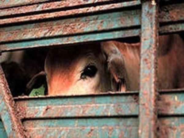 На автодороге Шахты-Цимлянск задержаны два КамАЗа с коровами на борту