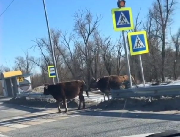 Коровы на трассе Цимлянск-Волгодонск показали пешеходам как правильно переходить дорогу