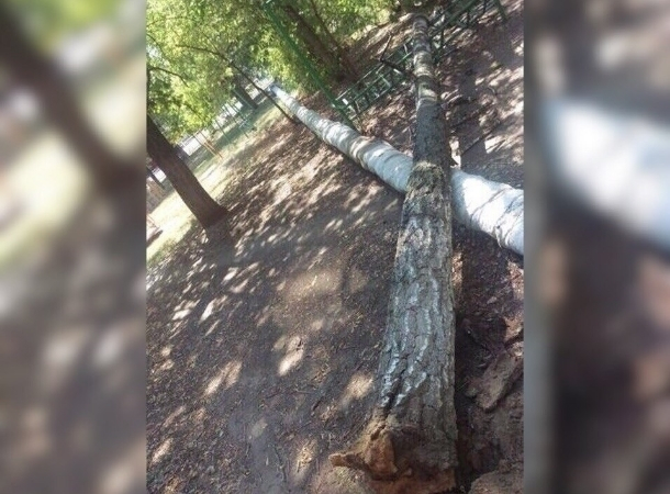 В Волгодонске на детскую площадку упало дерево