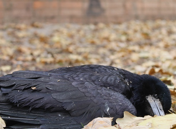 Десятки разлагающихся трупов птиц несколько дней «украшают» сквер «Дубравушка» в Волгодонске