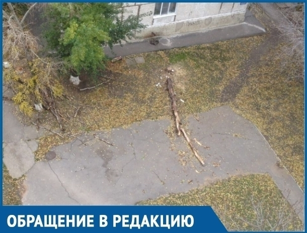 Спилили и оставили: жителям Волгодонска мешают лежащие на дорогах деревья