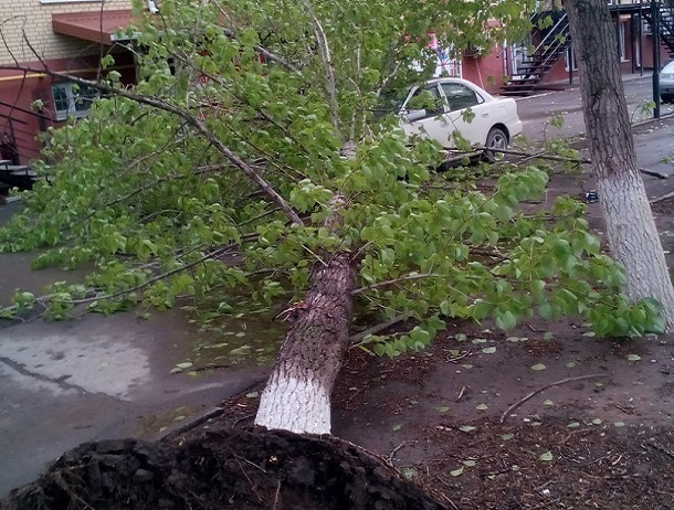 Опасное дерево, о скором падении которого предупреждали волгодонцы, упало на машину