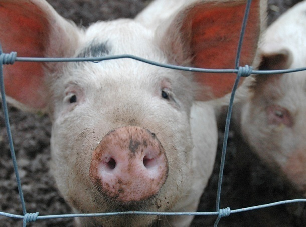 В Морозовском районе снят карантин из-за Африканской чумы свиней