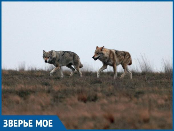 В заказнике «Цимлянский» бросили силы на восполнение популяции волков