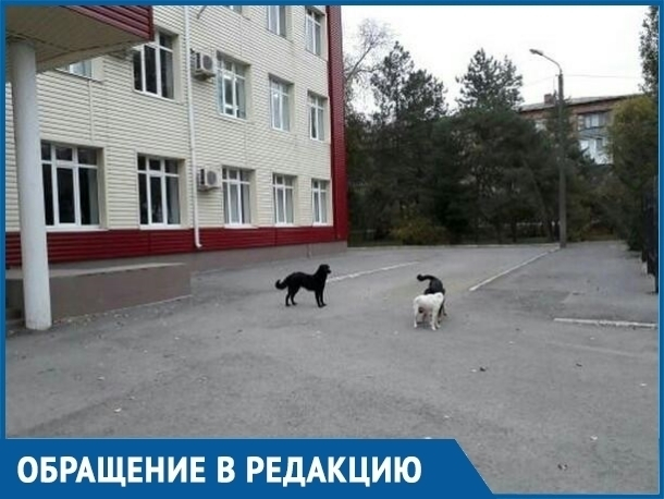 Детям приходится убегать от бездомных собак, - обеспокоенная мама из Волгодонска