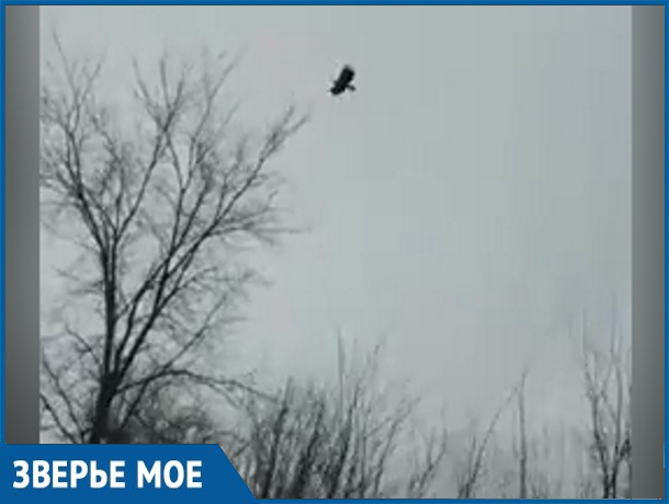Огромных хищных птиц сняли на видео очевидцы у АЭС под Волгодонском