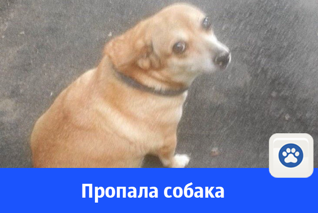 13-летняя собака «Рыжуля» пропала в Волгодонске