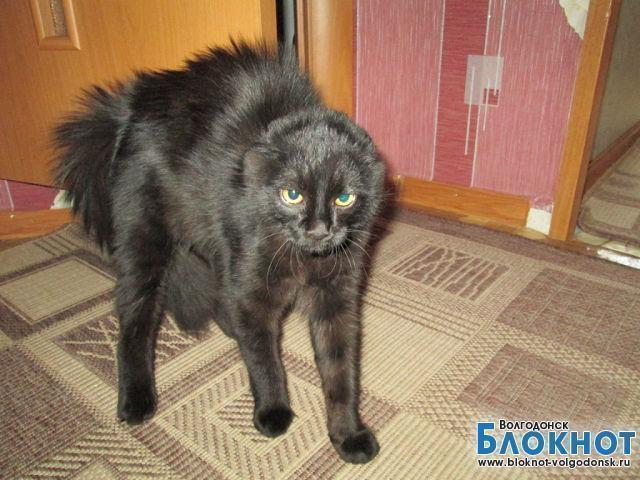 Чапа — 52-я участница  конкурса «Самый красивый кот Волгодонска»