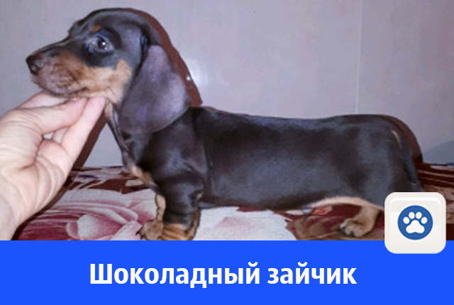 В Волгодонске продают щенка миниатюрной таксы