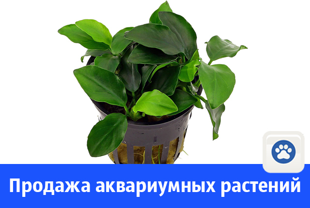 Продажа аквариумных растений в Волгодонске