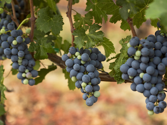 Ключевого поставщика винограда для «Цимлянских вин» признали банкротом