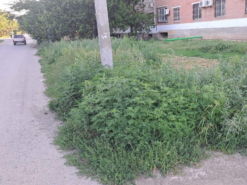В топ-7 муниципалитетов Ростовской области по числу штрафов за заросли травы вошел Волгодонск