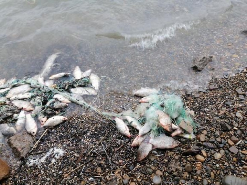 В Волгодонске произошла массовая гибель рыбы из-за браконьерских сетей