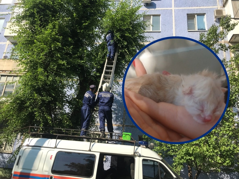 Родила котят на дереве и просидела там два дня: история спасения мамы-кошки и крошечного котенка в Волгодонске