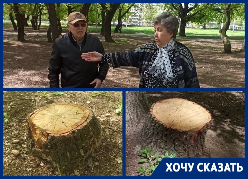 Старейшая роща Волгодонска под угрозой: неизвестные вырубают деревья в «Дубравушке»