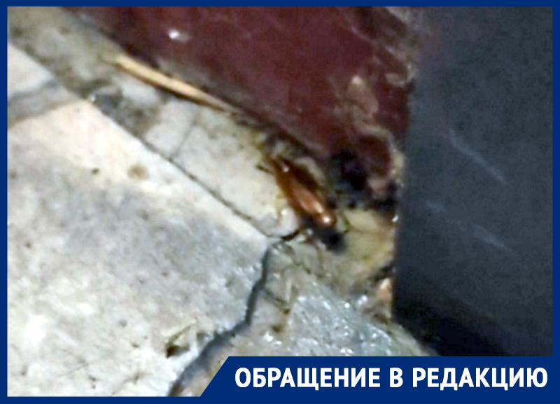 «Они все с яйцами»: полчища тараканов активно размножаются в одном из домов Волгодонска