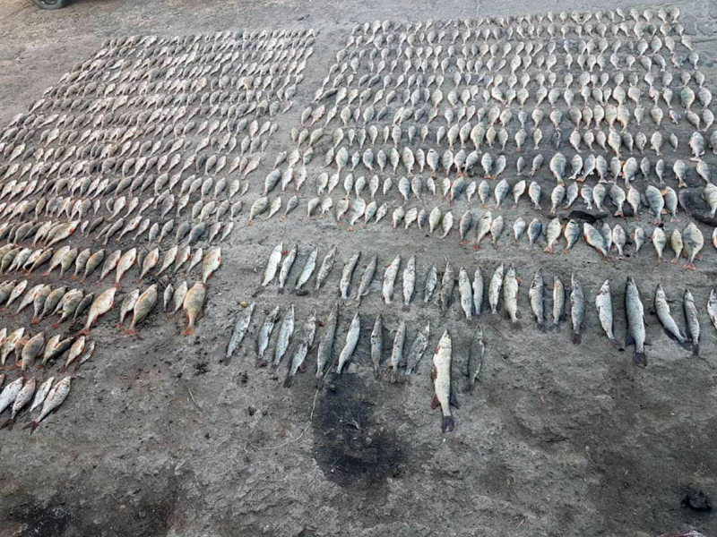 До пяти лет тюрьмы грозит 43-летнему браконьеру за вылов рыбы с ущербом более 260 000 рублей