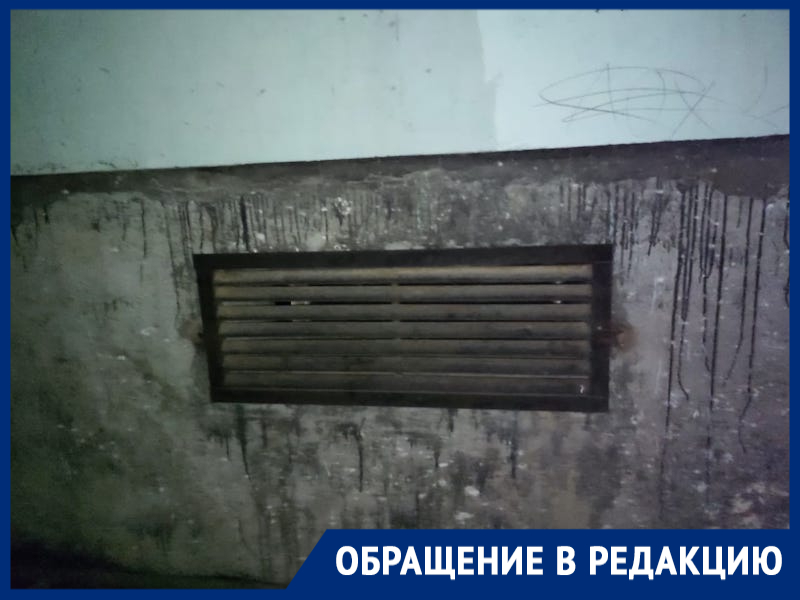«Жилстрой» заживо замуровал бездомных кошек в подвале МКД в Волгодонске