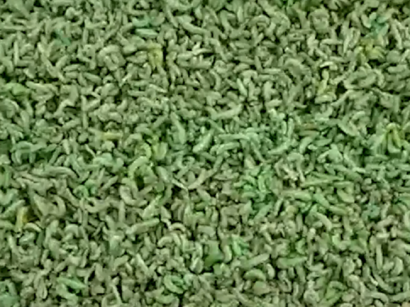 «Их здесь десятки тысяч!»: нашествие огромных зеленых гусениц под Волгодонском сняли на видео