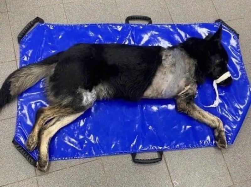 Неизвестные отрубили бездомной собаке лапу и оставили умирать на улице в Красном Яру