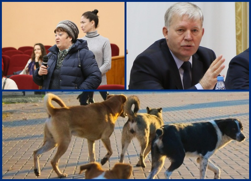 Жители Волгодонска пожаловались главе администрации на бездомных собак, пугающих детей